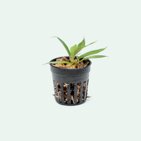 Philodendron Tortum - Bare Root - Glass Aqua