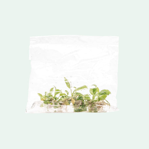 Philodendron White Princess | Rare Aroid House Plant - Glass Aqua