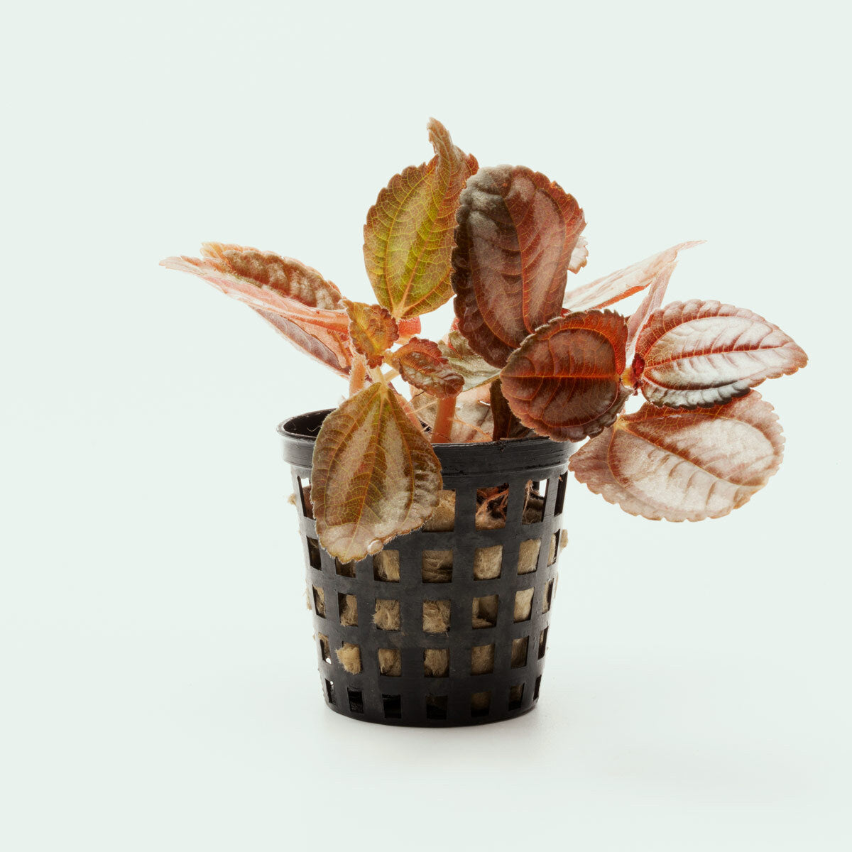 indoor friendship plant Pilea Spruceana Friendship Plant Easy Terrarium House Plant – Glass Aqua
