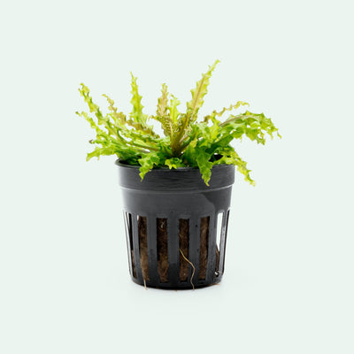 Pogostemon Helferi Downoi Red Aquatic Plant for Planted Aquarium Tank