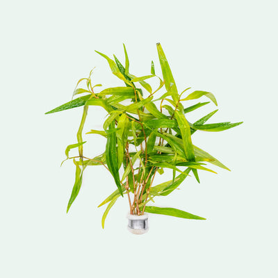Shop Polygonum Sao Paulo Aquatic Plants - Glass Aqua