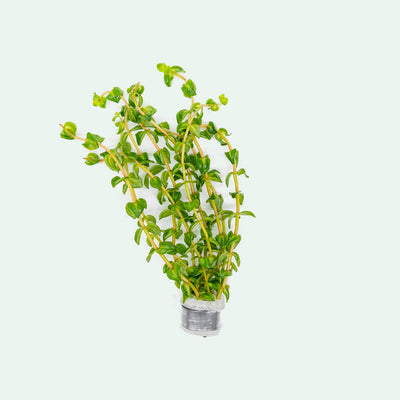 Shop Rotala Bonsai Aquatic Plants - Glass Aqua