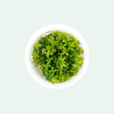 Shop Rotala Coin Leaf Tissue Culture Aquatic Plants - Glass Aqua
