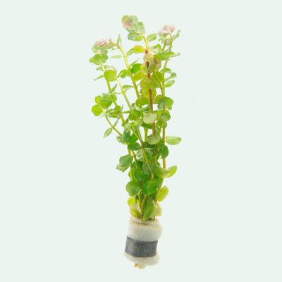 Rotala Coin Leaf - Glass Aqua