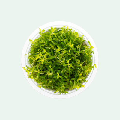 Shop Rotala Macrandra Pink Aquatic Plants - Glass Aqua