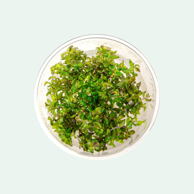 Shop Rotala Macrandra Tissue Culture Aquatic Plants - Glass Aqua
