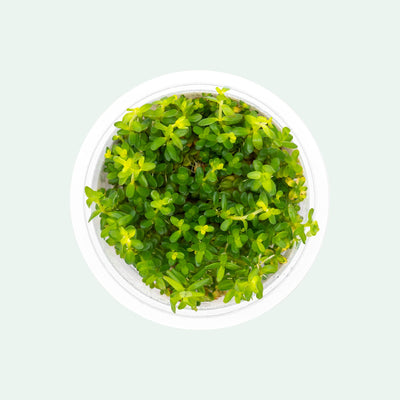 Shop Rotala Mexicana Tissue Culture Aquatic Plants - Glass Aqua