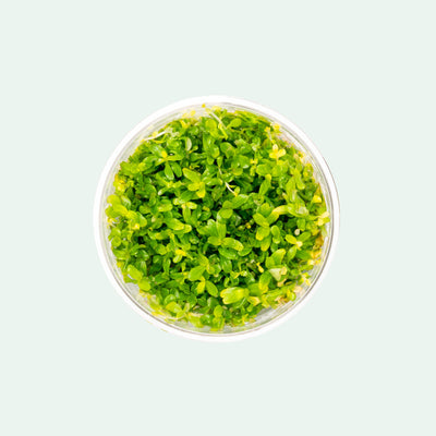 Shop Rotala Manipurensis Tissue Culture Aquatic Plants - Glass Aqua