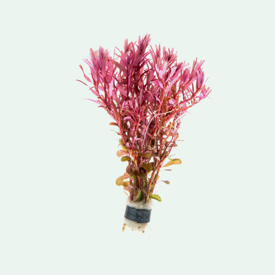 Rotala Narrow Leaf Red Live Aquatic Aquarium Plant for Planted Tanks