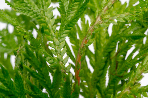 Selaginella Moellendorffii - Spike Moss | Shop Terrarium Plants - Glass Aqua