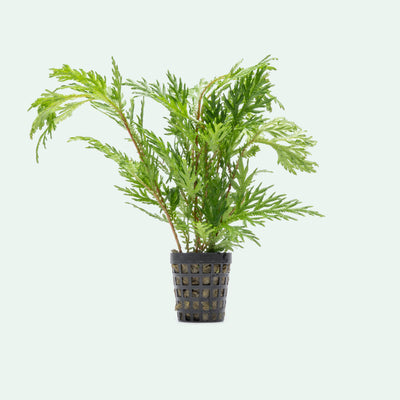 Selaginella Moellendorffii - Spike Moss | Shop Terrarium Plants - Glass Aqua