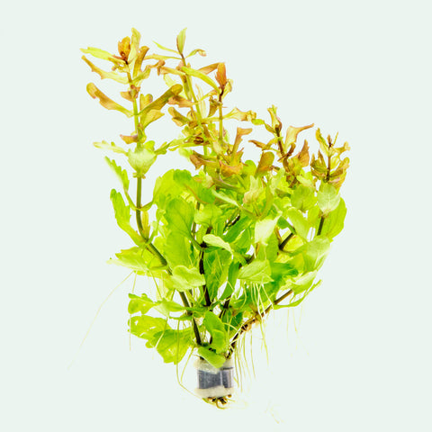 Shinnersia Rivularis Mexican Oak Leaf Stem Plant for Planted Tank