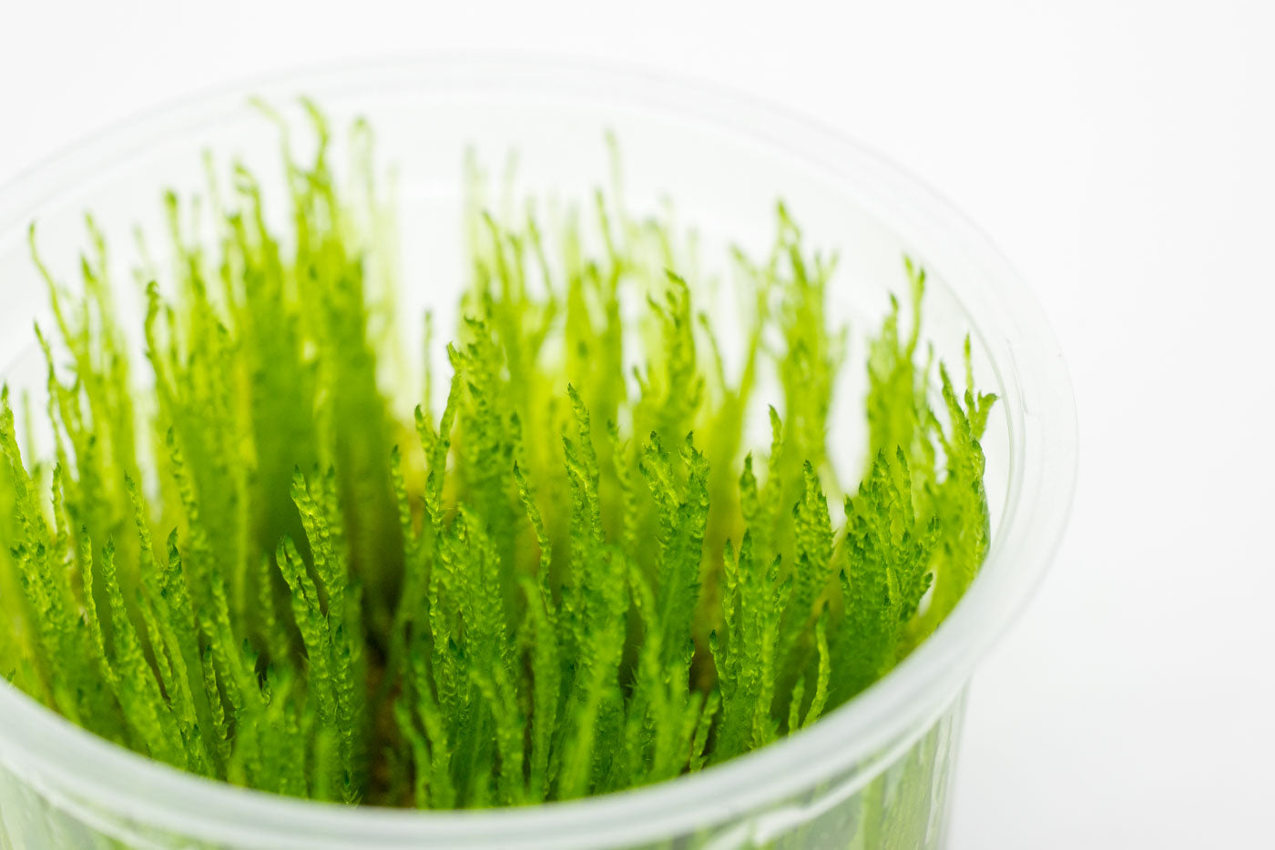 Shop Taiwan Moss Aquatic Plants - Glass Aqua