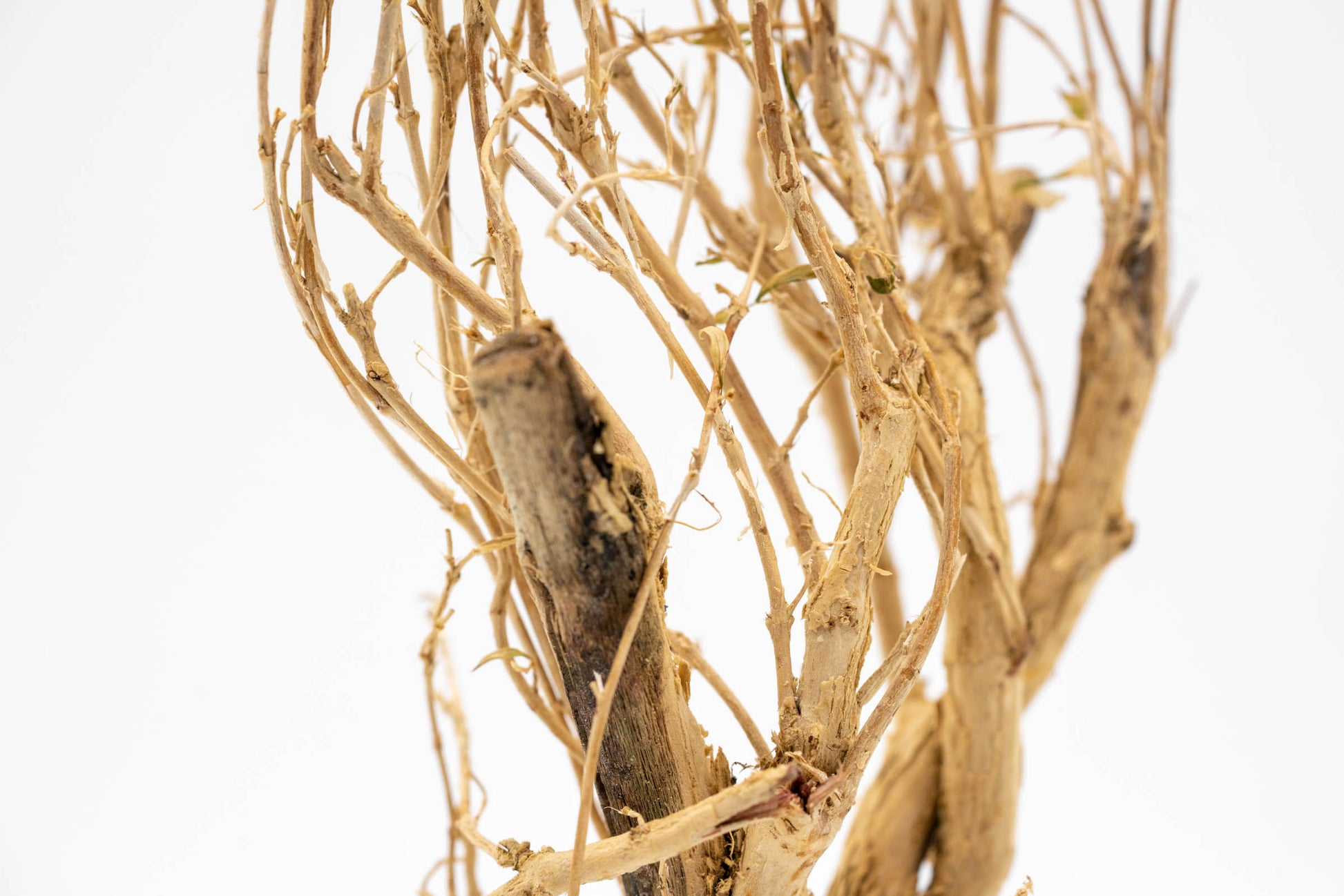 Shop Tangled Tree Root Driftwood Hardscape - Glass Aqua