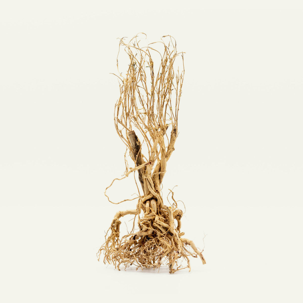 Shop Tangled Tree Root Driftwood Hardscape - Glass Aqua