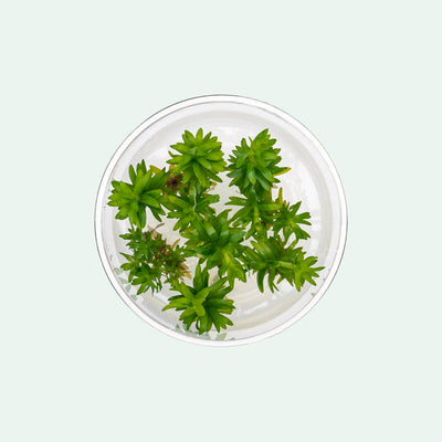 Tonina Fluviatilis - Glass Aqua