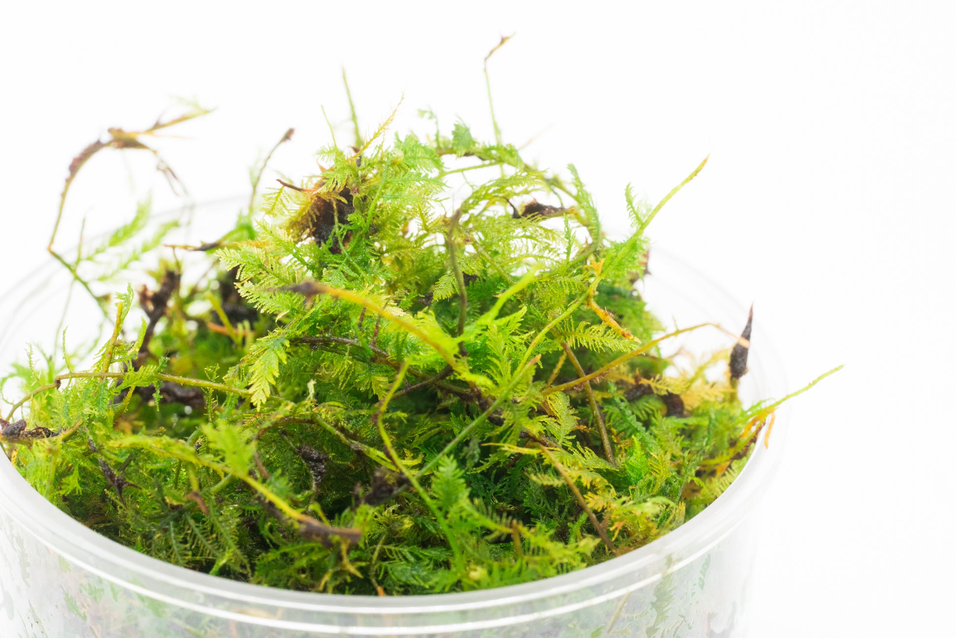 Shop Little Triangle Moss Aquatic Plants - Glass Aqua