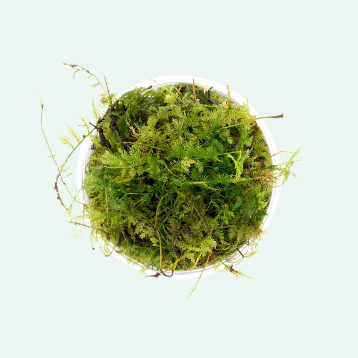 Shop Little Triangle Moss Aquatic Plants - Glass Aqua