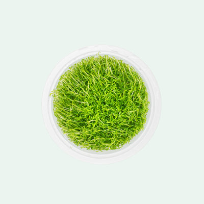 Shop Microcarpaea Minima Merrill Aquatic Plants - Glass Aqua