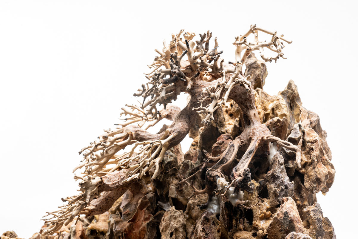 UNS Strata Pro Type 4 | WYSIWYG Planted Tank Hardscape - Glass Aqua