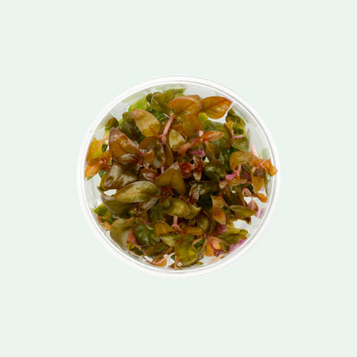 Alternanthera Lilacina - Glass Aqua