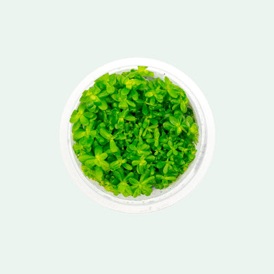 Shop Ammania Bonsai Aquatic Plants - Glass Aqua