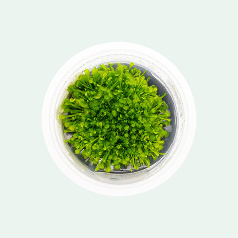 Shop Drosera Rotundifolia Terrarium Paludarium Vivarium Plant - Glass Aqua