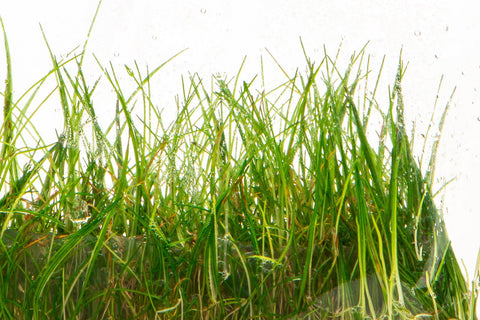 Eleocharis Parvula Hair Grass Carpeting Aquarium Plant Planted Tank