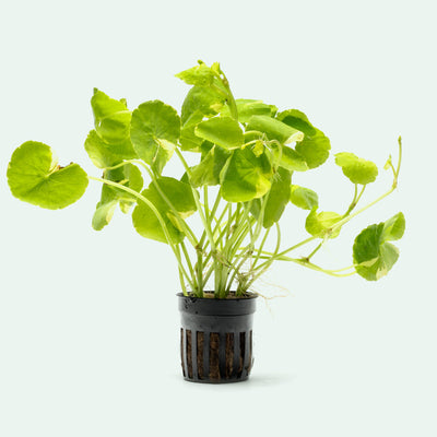 Shop Variegated Hydrocotyle Leucocephala Aquatic Plants - Glass Aqua