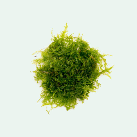 Mini Christmas Moss - Glass Aqua