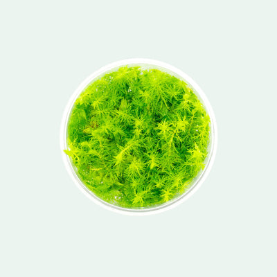 Shop Myriophyllum Elatinoides Aquatic Plants - Glass Aqua