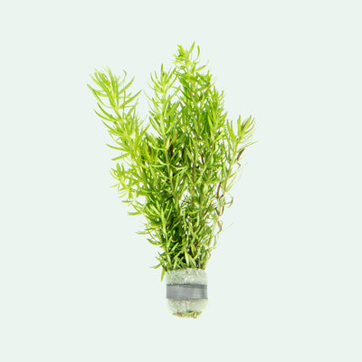 Pogostemon Erectus - Glass Aqua