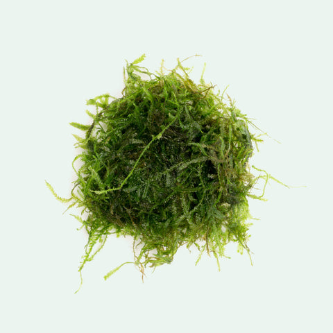 Spiky Moss - Glass Aqua