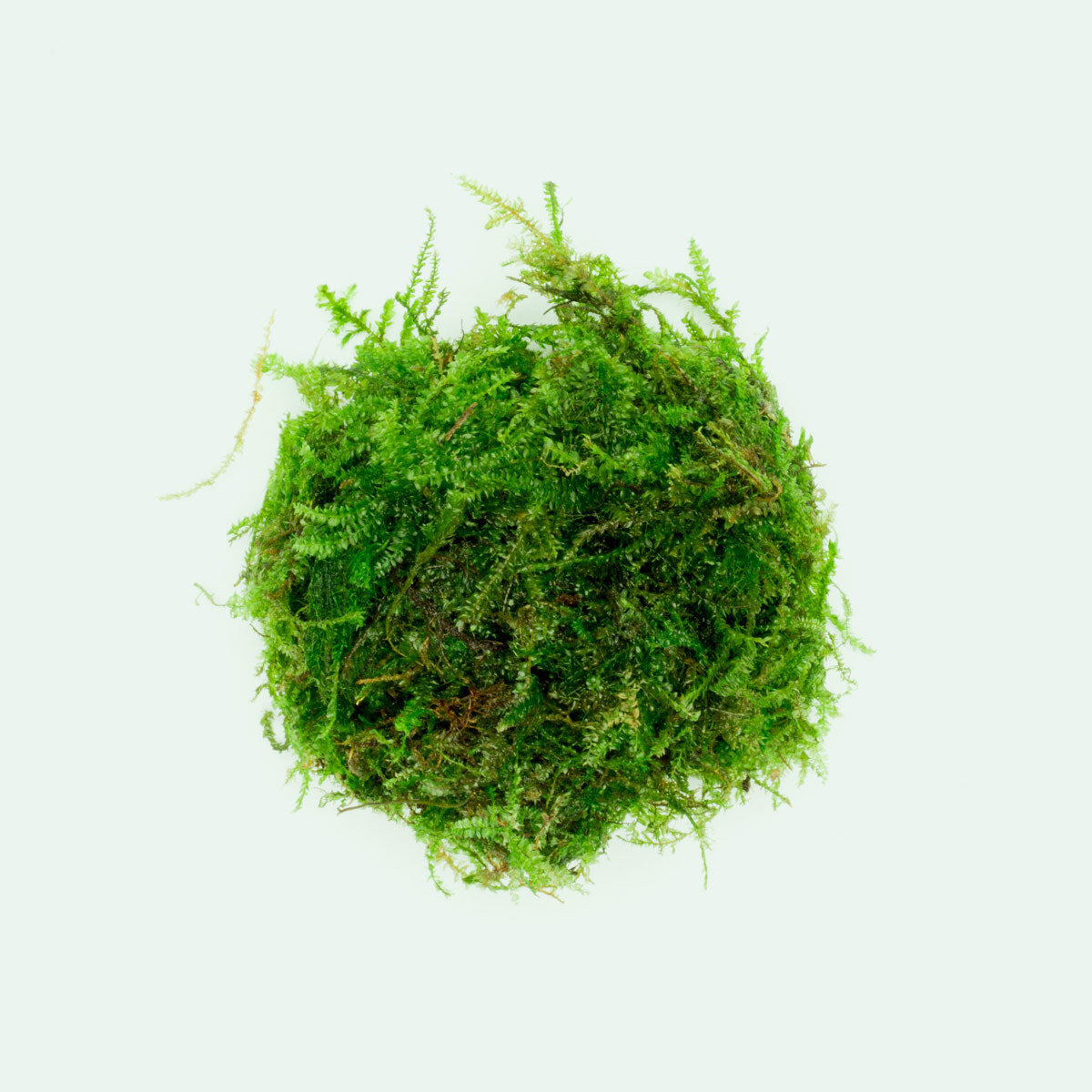 weeping moss bonsai tree Vesicularia Ferriei 'Weeping' Live Aquatic Moss
