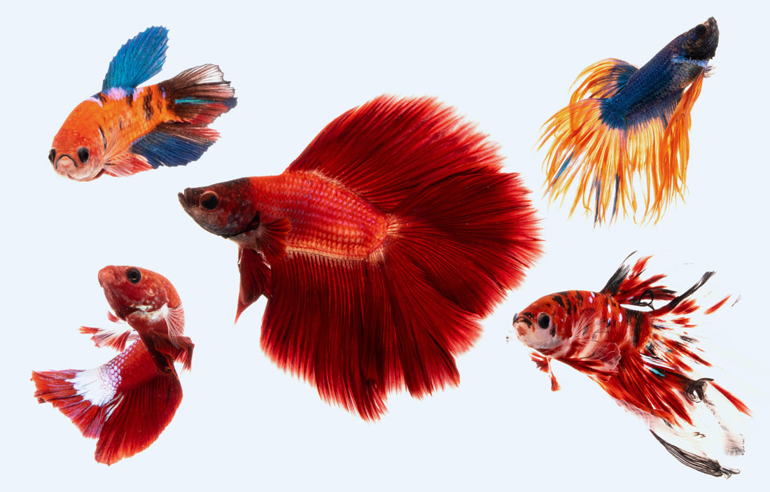 Betta Batch #2 Drop