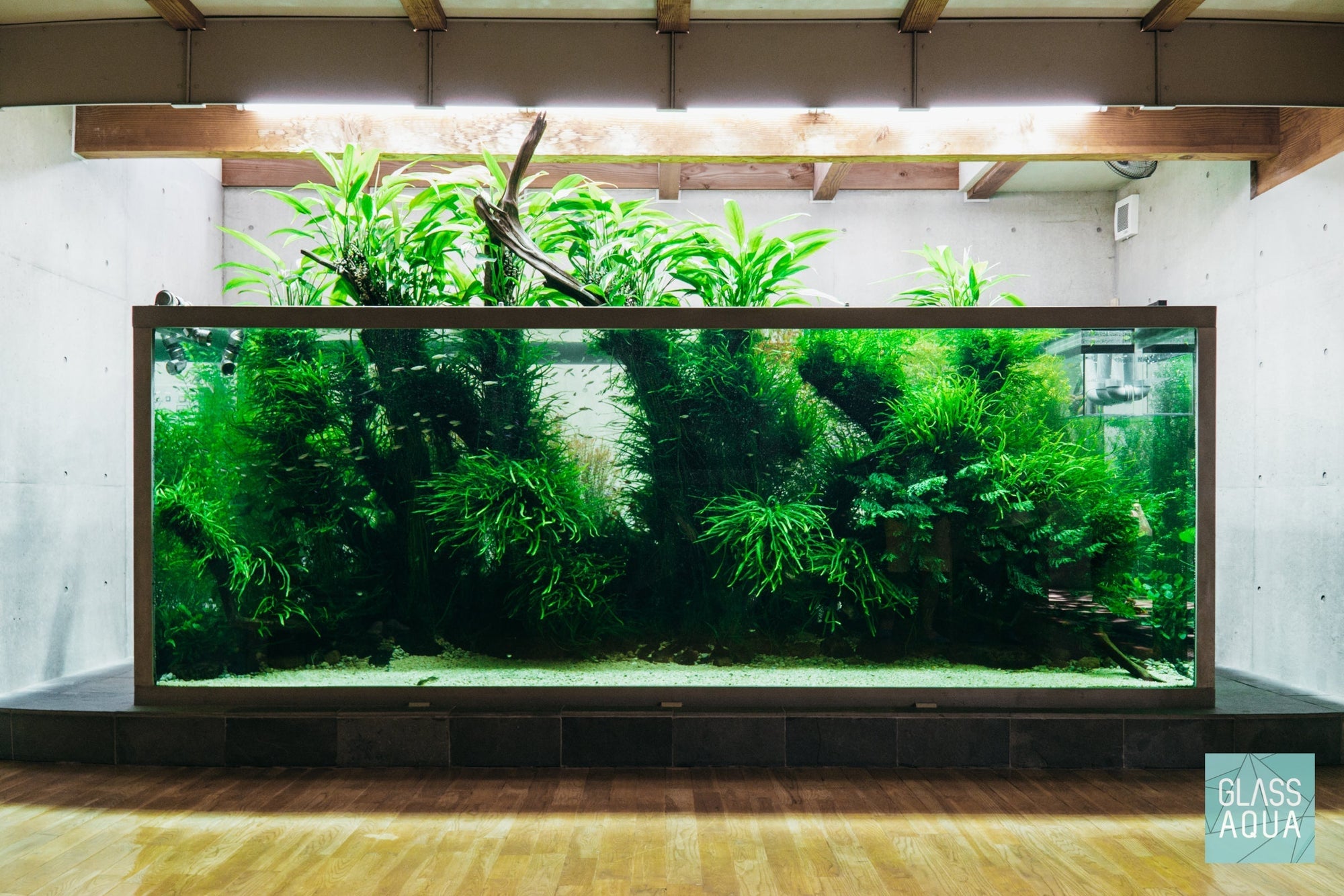 Takashi Amano’s Nature Aquarium at his residence in Niigata, Japan