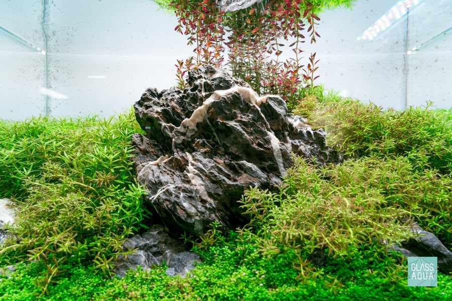 Everything You Need for a Successful Planted Aquarium