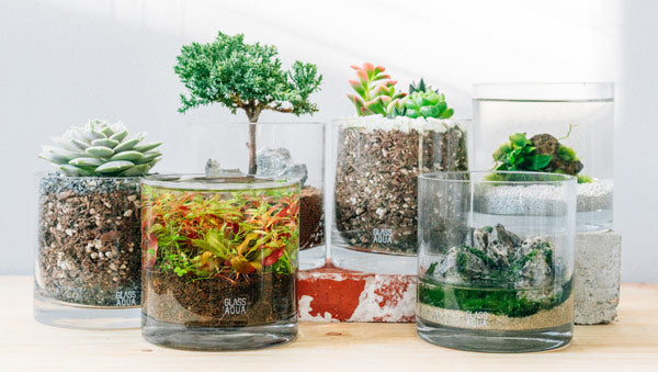 POND - Nature In A Cup