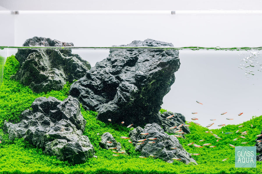 The Ultimate Guide to Iwagumi Aquascapes: Layout, Planting & Foreground Plants