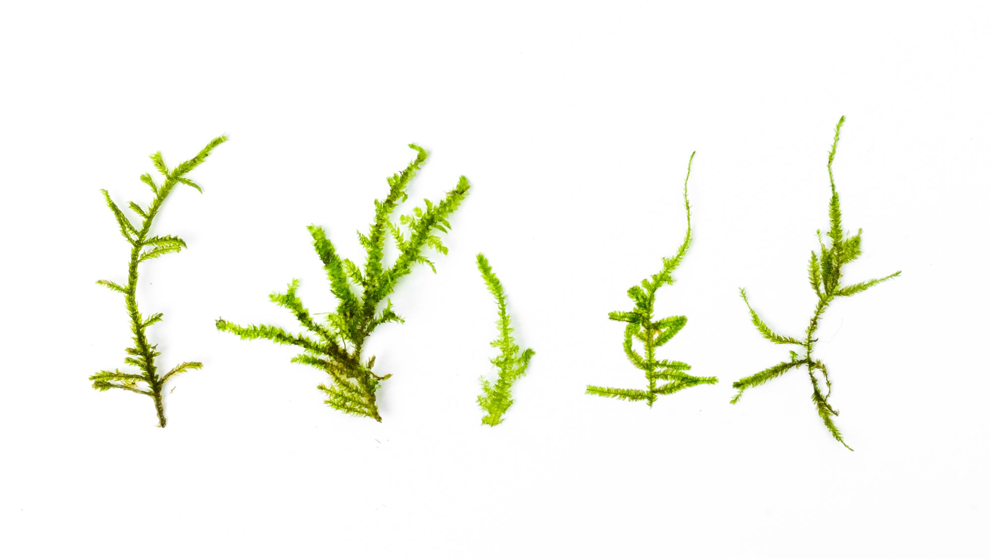 Aquarium Moss Comparison Guide