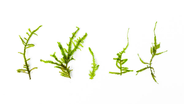 Christmas Moss vs Java Moss – Glass Grown Aquatics