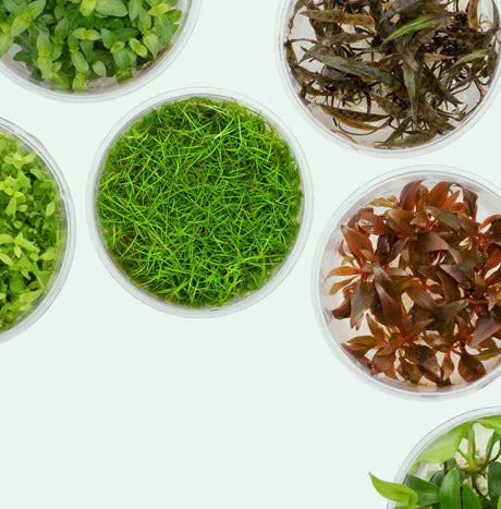 Live Tissue Culture Aquatic Plants for Freshwater Planted Tank