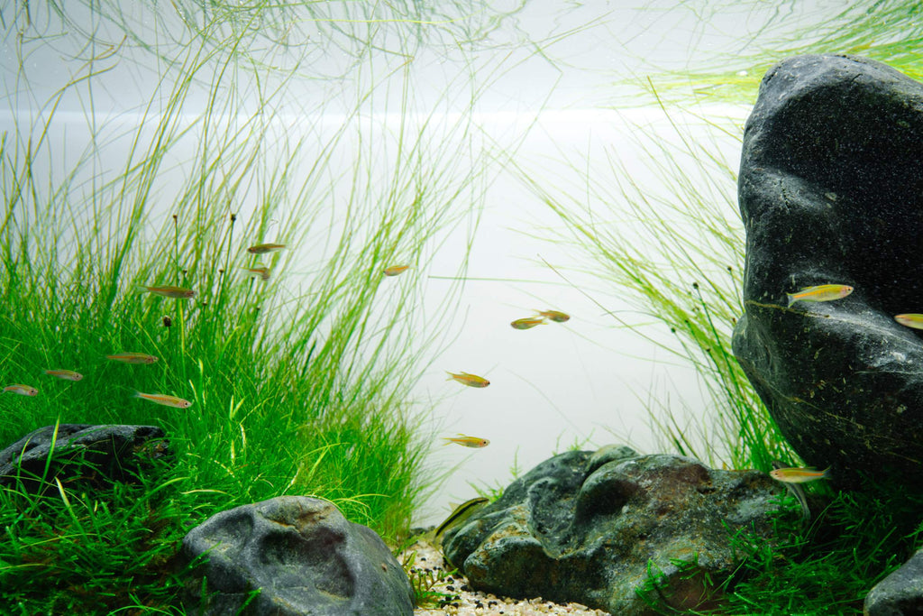 Aquatic Plants