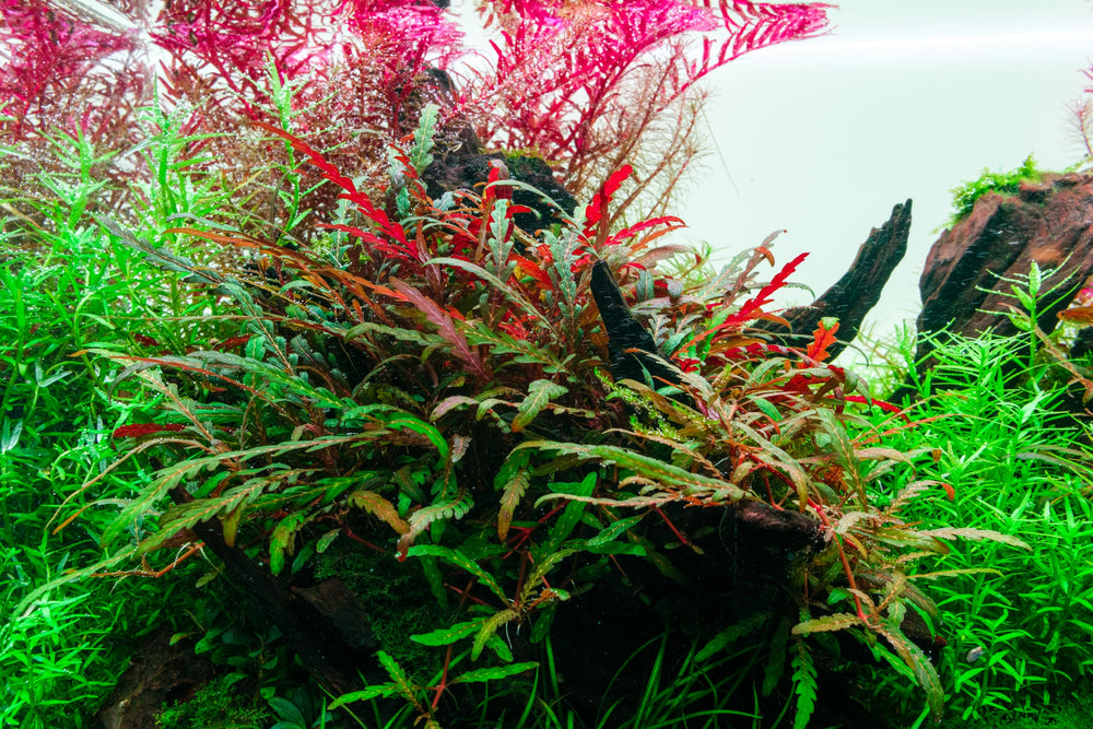 Glass Aqua Freshwater Planted Tank Aquarium Aquatic Plants