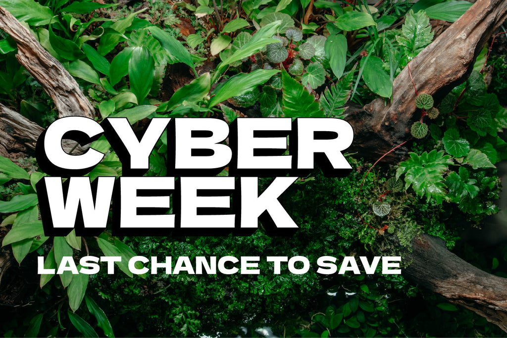 Cyber Week Deals