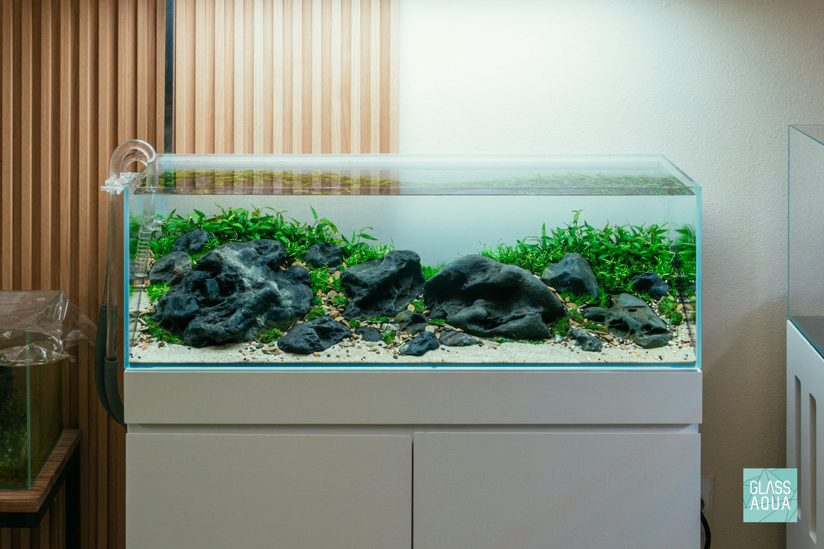 Iwagumi Aquascape with Hakkai in the Ultum Nature Systems 90L Rimless Aquarium