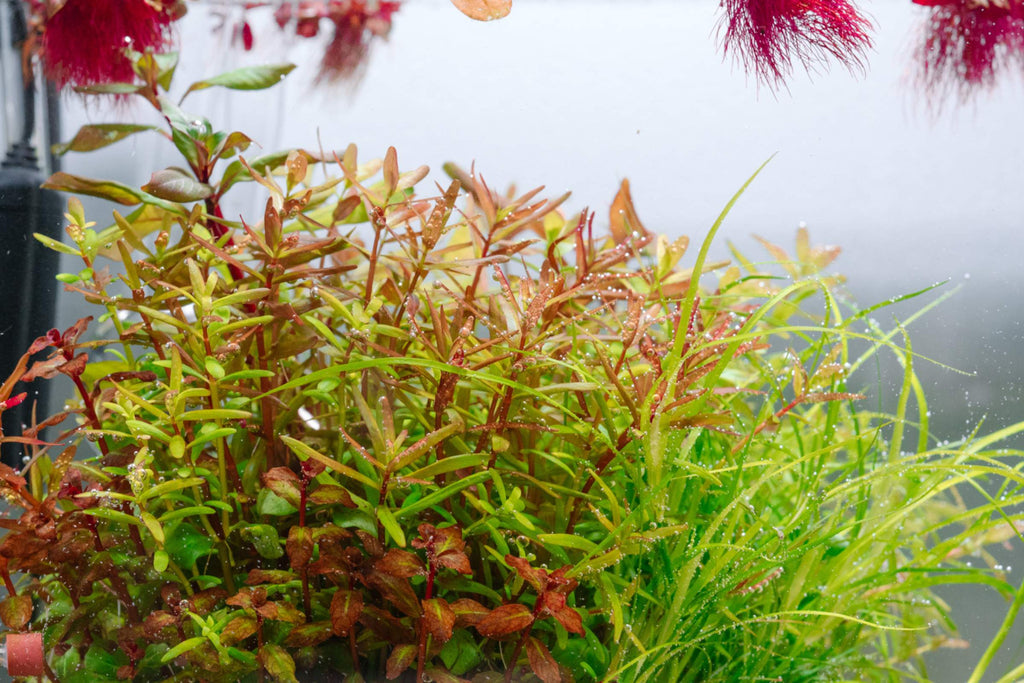 Intermediate Live Aquatic Plants | Shop Glass Aqua