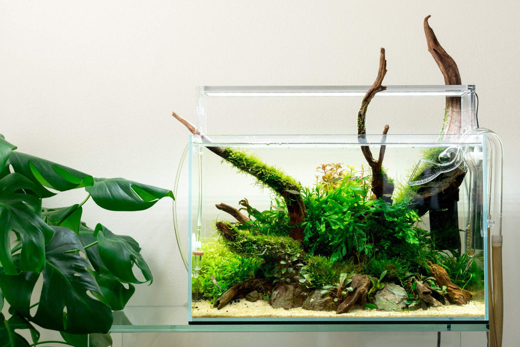 Standard Rimless Glass Aquariums