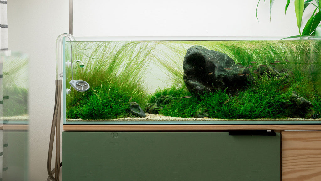 Shop New Arrivals - Planted Aquarium Tank & Aquascaping | Glass Aqua 