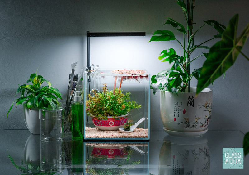 House Special Chop Suey